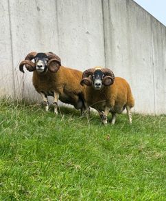 2 Lanark shearlings