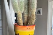 cactus plant