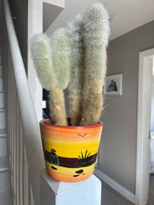cactus plant