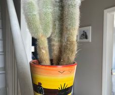 cactus plant