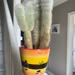 cactus plant