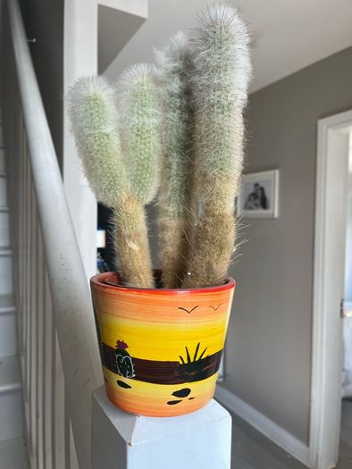 cactus plant