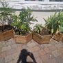 Planters Image 7