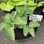 Hostas and other plants for sale Image 10