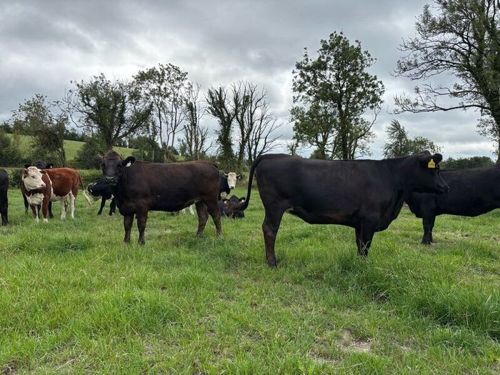 Angus and white head heifers