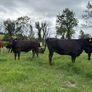 Angus and white head heifers Image 5