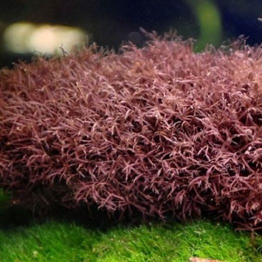 Caloglossa cf. beccarii (Red Moss) 30ml