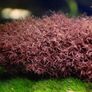 Caloglossa cf. beccarii (Red Moss) 30ml Image 3
