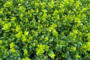 Box Hedging