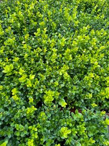Box Hedging