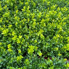 Box Hedging