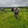 Shorthorn Bull Image 4