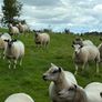 28 strong Hogget   Cross Image 7