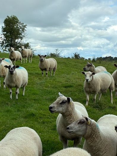 28 strong Hogget   Cross