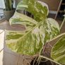 Monstera Deliciosa Variegated Image 2