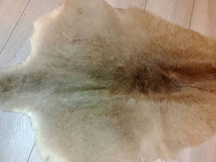 Kangaroo pelt 150cm
