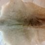 Kangaroo pelt 150cm Image 2