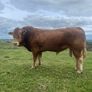 Bull Image 4
