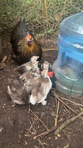 pekin bantam