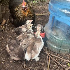 pekin bantam
