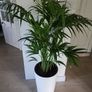 kentia palm Image 3