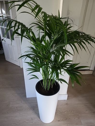 kentia palm