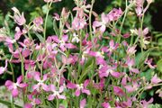 Evening Stock seeds 1.5g (414406)