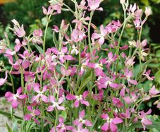 Evening Stock seeds 1.5g (414406)