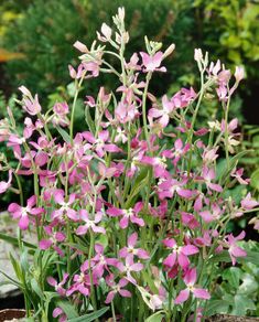 Evening Stock seeds 1.5g (414406)