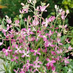 Evening Stock seeds 1.5g (414406)
