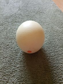Large African Ostrich Egg Shell