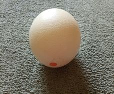 Large African Ostrich Egg Shell