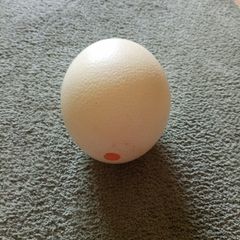 Large African Ostrich Egg Shell