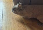 rabbit