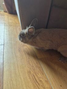 rabbit
