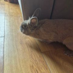 rabbit