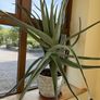 Aloe Vera Plant Image 3