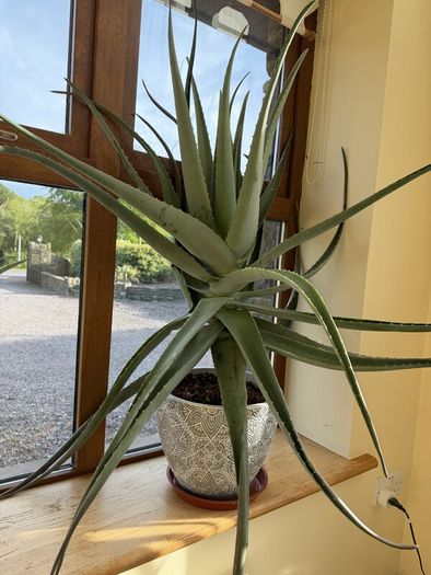 Aloe Vera Plant