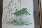 Framed Print Of Common Snipe A Quality Product By C.p. Productions Ltd., N. Ireland