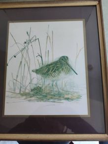 Framed Print Of Common Snipe A Quality Product By C.p. Productions Ltd., N. Ireland