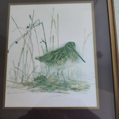 Framed Print Of Common Snipe A Quality Product By C.p. Productions Ltd., N. Ireland