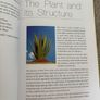 Aloe Vera: The Medicine Plant Book Image 7