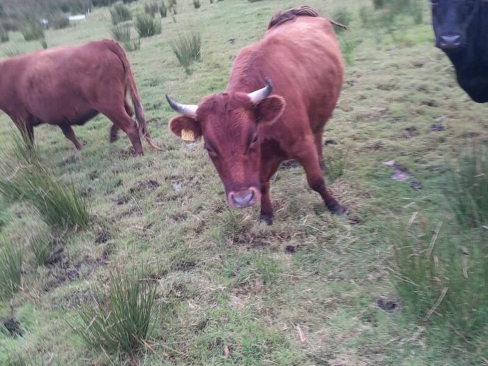 Dexter heifers
