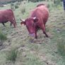 Dexter heifers Image 3