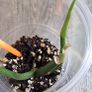 Philodendron Composportoanum leaf cutting Image 3