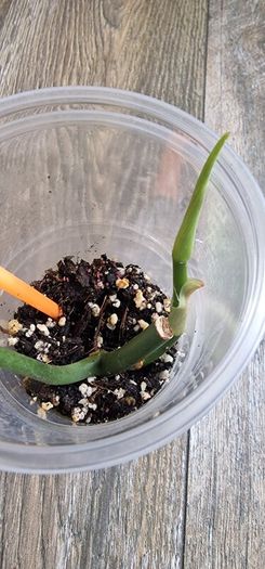 Philodendron Composportoanum leaf cutting