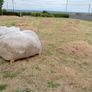 Animal Bedding/Straw Image 2