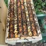 Native AMM bees, including poly nuc and feeder Image 2