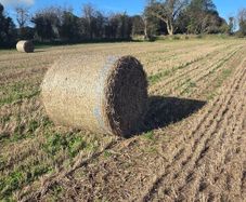 Spring Barley Straw