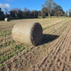 Spring Barley Straw